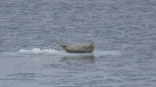 DSC02541.gif